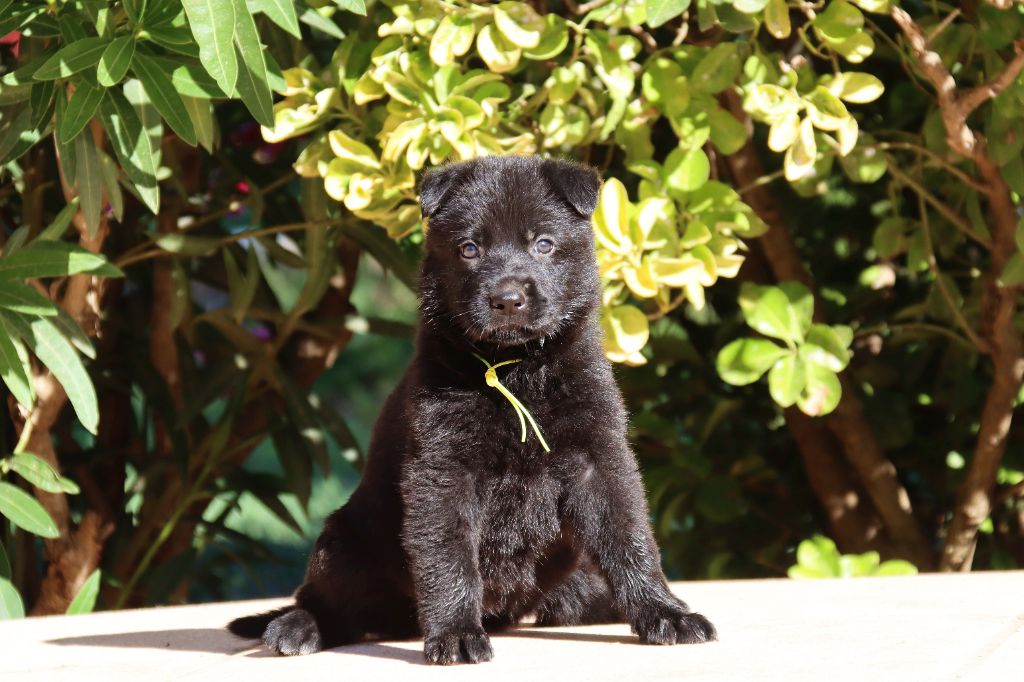 D'Herrera Del Alcantara - Chiots disponibles - Berger Allemand