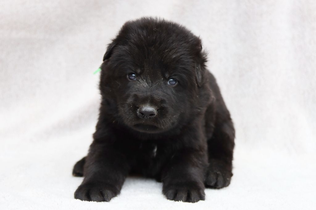D'Herrera Del Alcantara - Chiots disponibles - Berger Allemand
