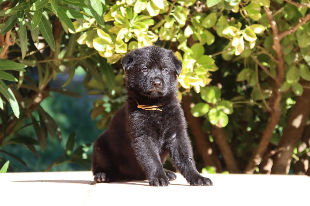 D'Herrera Del Alcantara - Chiots disponibles - Berger Allemand
