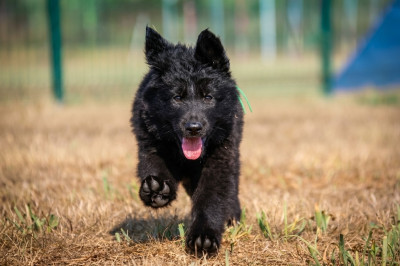 Black Vhagar