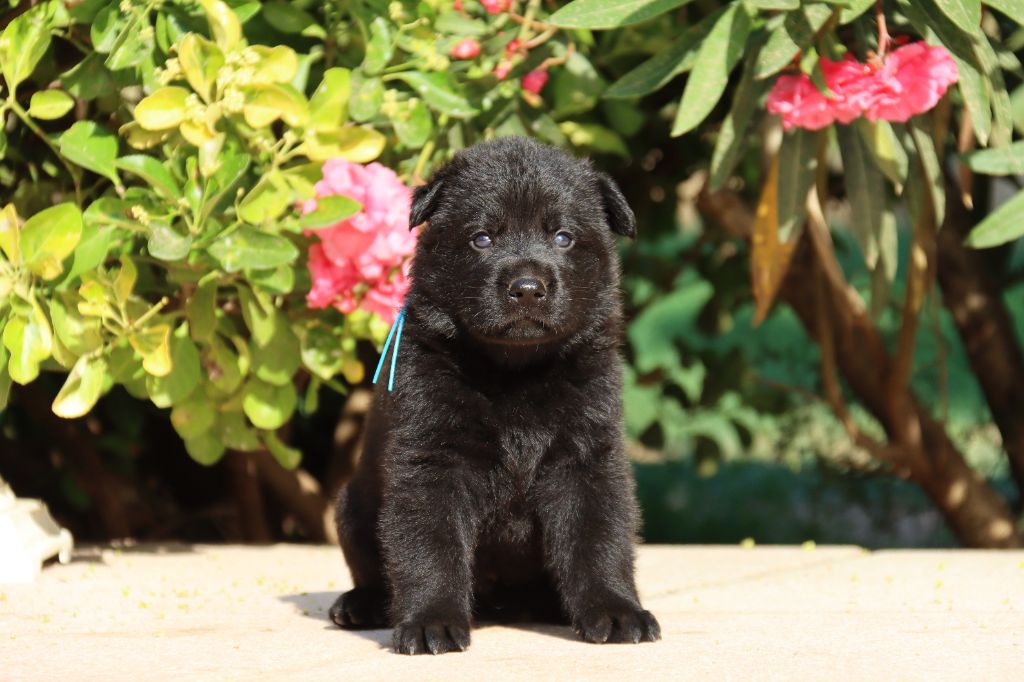 D'Herrera Del Alcantara - Chiots disponibles - Berger Allemand