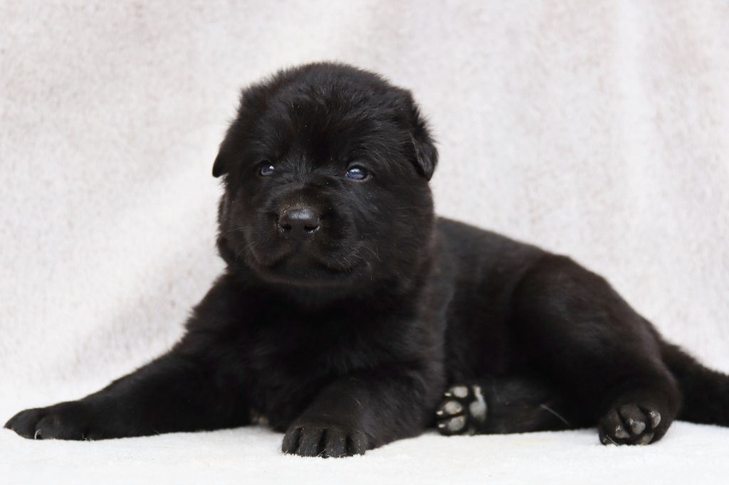 D'Herrera Del Alcantara - Chiots disponibles - Berger Allemand