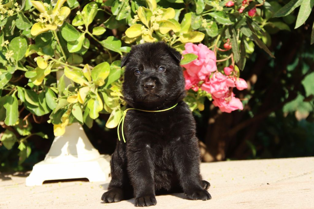 D'Herrera Del Alcantara - Chiots disponibles - Berger Allemand