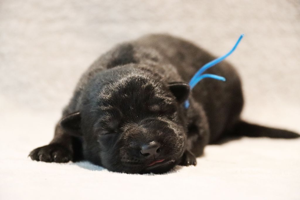 D'Herrera Del Alcantara - Chiots disponibles - Berger Allemand