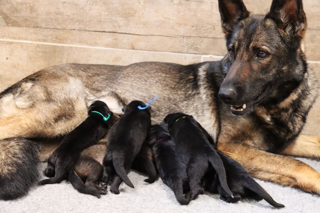 Chiot Berger Allemand D'Herrera Del Alcantara