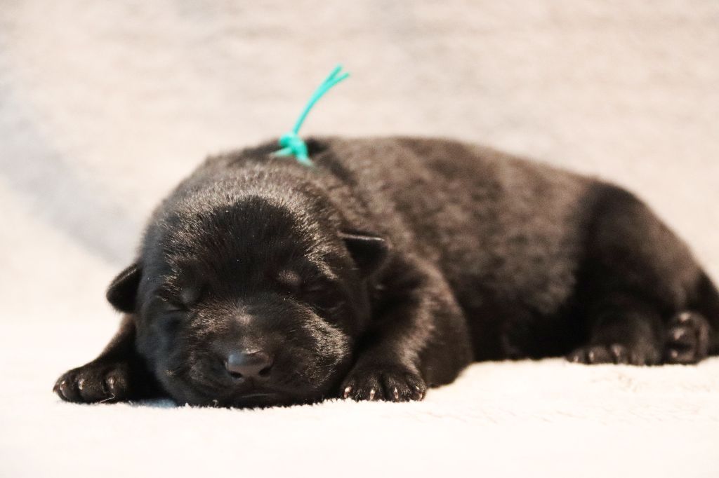 D'Herrera Del Alcantara - Chiots disponibles - Berger Allemand