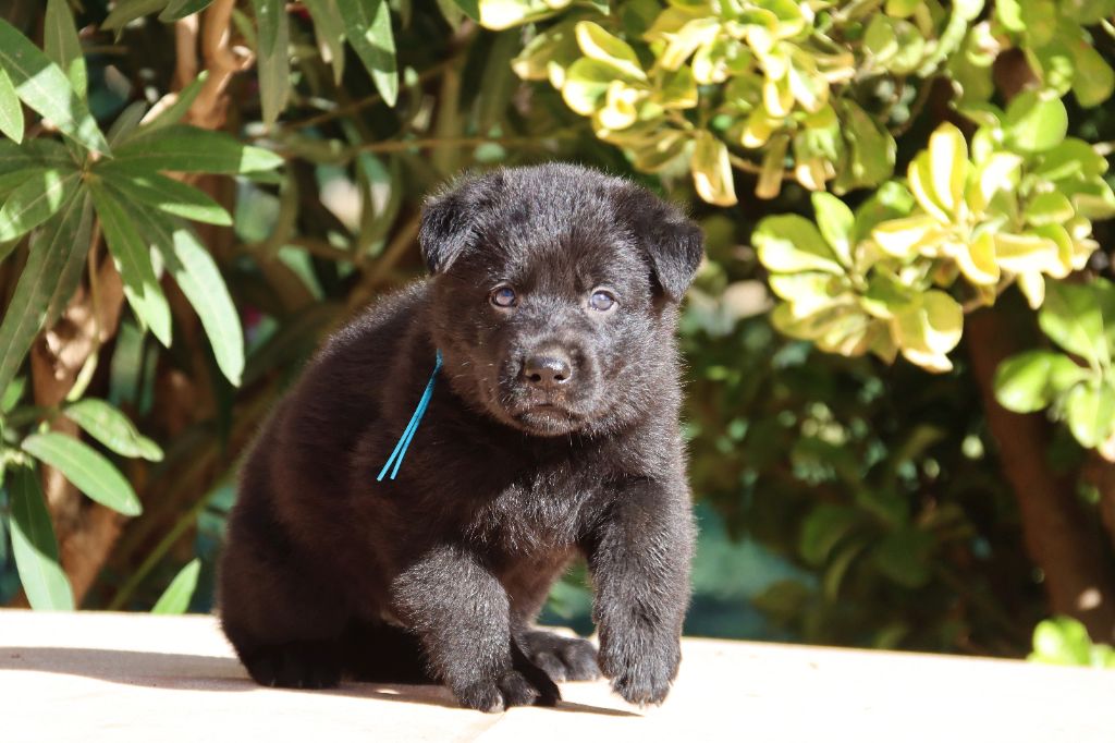 D'Herrera Del Alcantara - Chiots disponibles - Berger Allemand