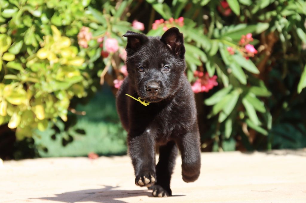 D'Herrera Del Alcantara - Chiots disponibles - Berger Allemand