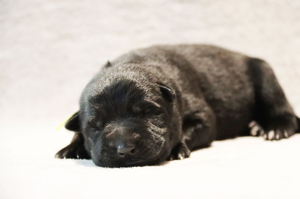 D'Herrera Del Alcantara - Chiots disponibles - Berger Allemand