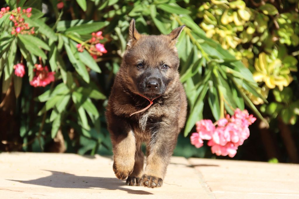 D'Herrera Del Alcantara - Chiots disponibles - Berger Allemand