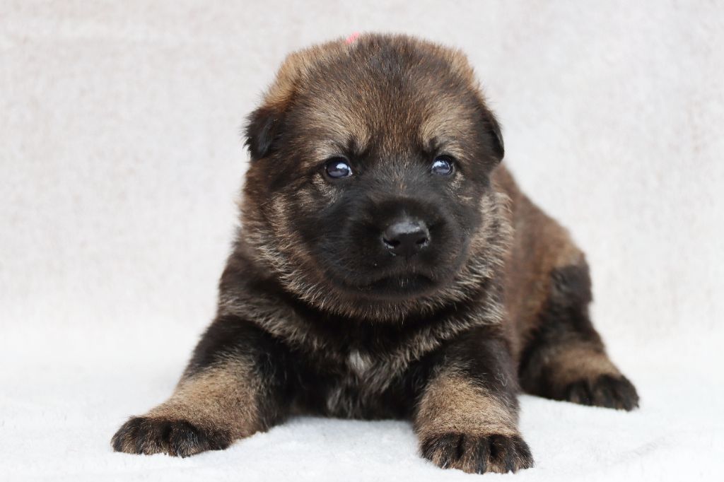 D'Herrera Del Alcantara - Chiots disponibles - Berger Allemand